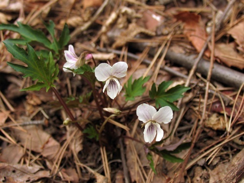 090424281.jpg