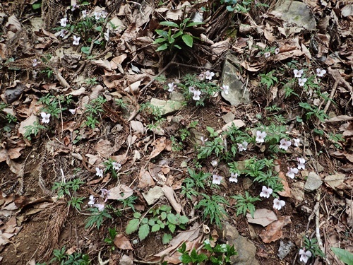 190328143eizan.jpg