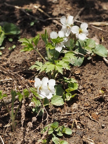 190416109maruba.jpg