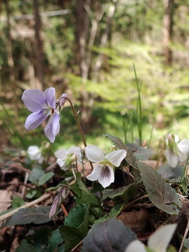 190420098tatitubo-hikage.jpg