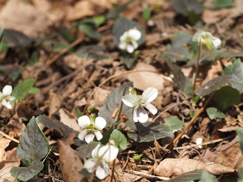 190420102hikage.jpg