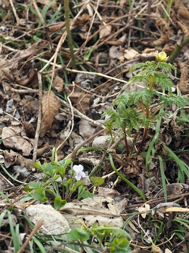 190420133ibuki.jpg