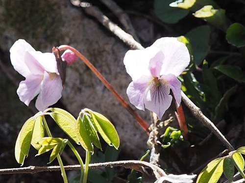 190420134eizan.jpg
