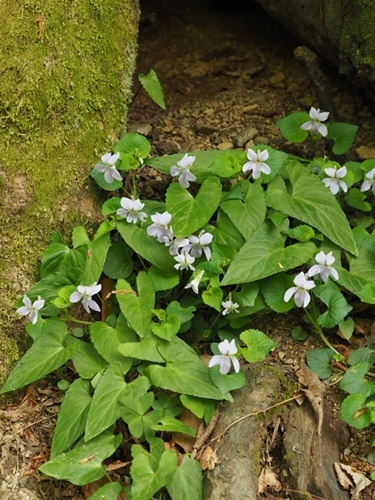 190423065agasaitatitubo.jpg