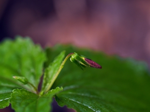 190426018hutigetubomi.jpg