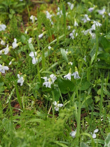 190426028Fleckles.jpg