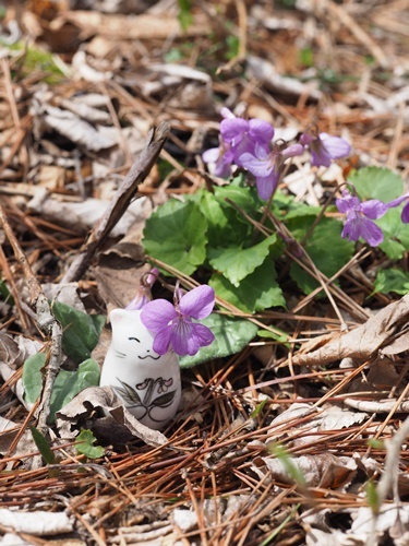 190428054miyama-boru.jpg