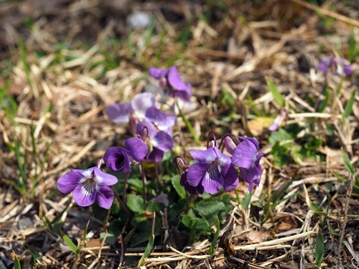 190429096nioitati.jpg