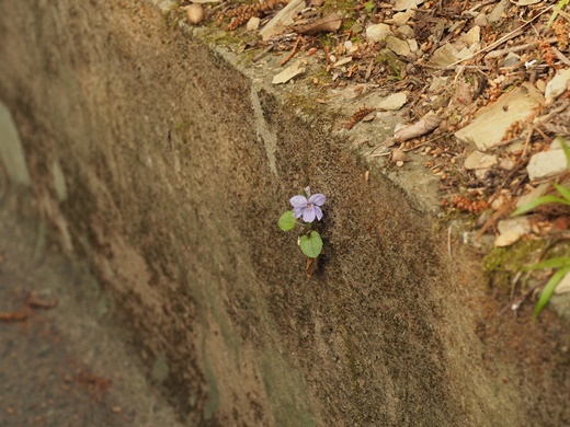 190429183tatitubo-sukima.jpg