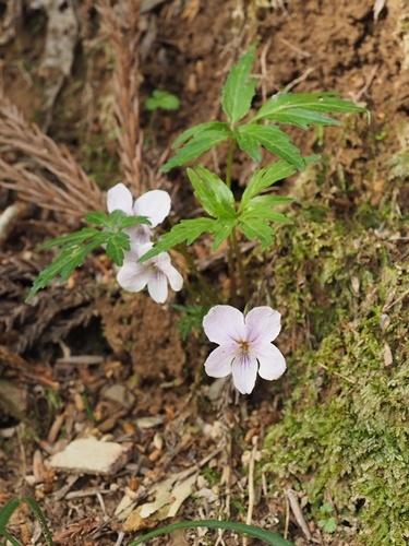 190429186eizan.jpg