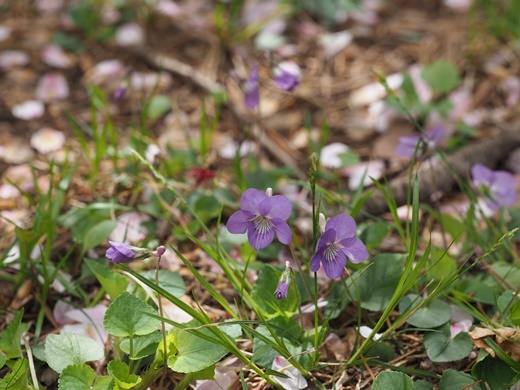 190502037nioitatitubo.jpg
