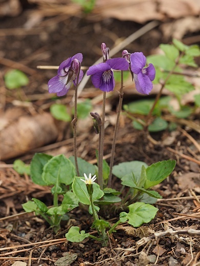 190502057nioitati-senbonyari.jpg