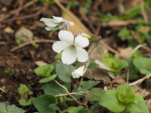 190502065otomenioitatitubo.jpg