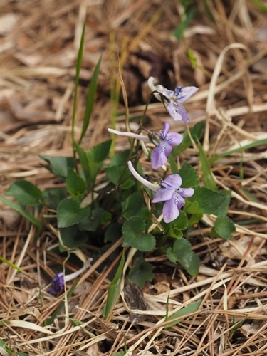 190502277nagahasi.jpg