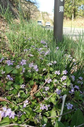 190503055ootatitubo.jpg