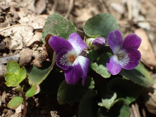 190505133nioitatitubo.jpg