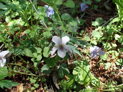 190505188eizan.jpg