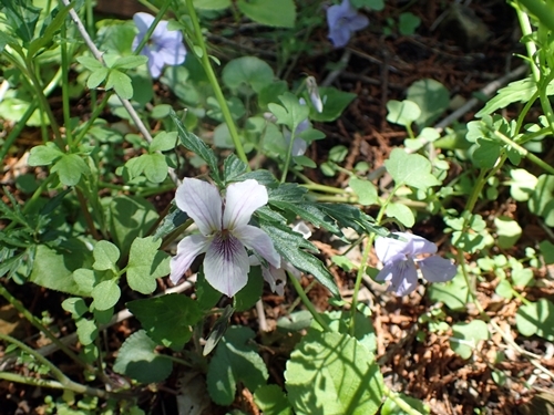 190505188eizan.jpg