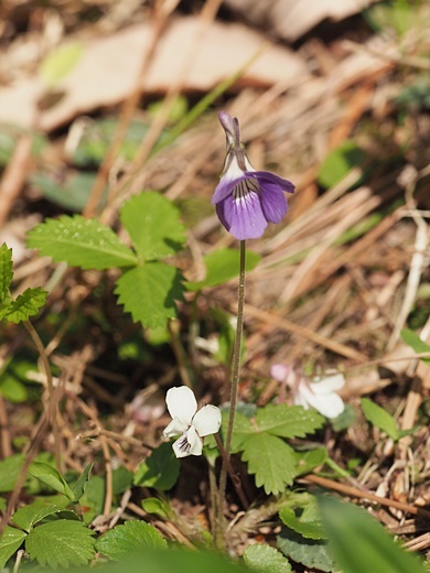 190507074niotati-humoto.jpg