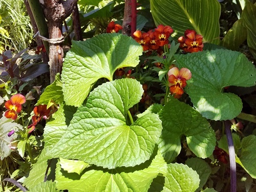 190516006panzy.jpg