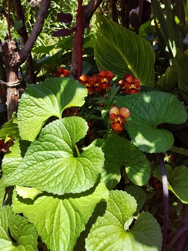 190516006sororia-panzy.jpg
