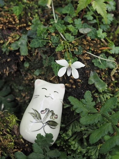 190530061yakusima-nya.jpg