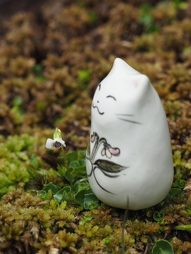 コケスミレ