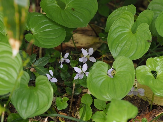 190614090turutatitubo.jpg