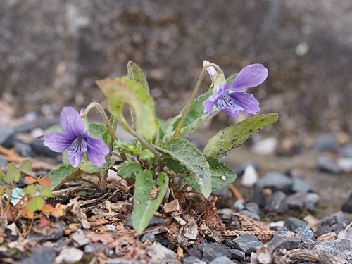 200315027.jpg
