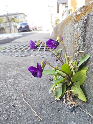 200315042sumire.jpg