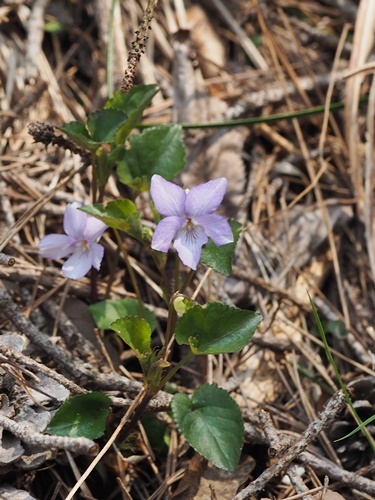 200417025.jpg
