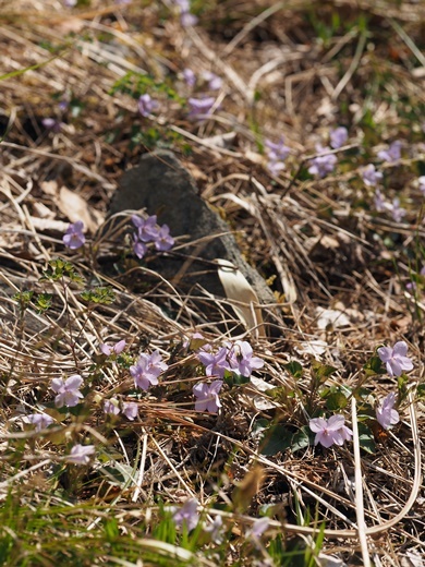 200417042gun.jpg
