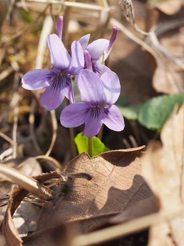 200417044.jpg