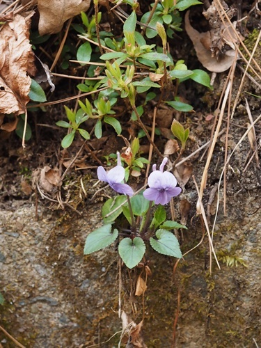 200417118nagahasi.jpg