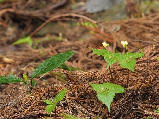 200423006hutatu.jpg
