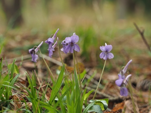 200423090nagahasi.jpg