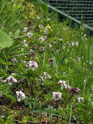 200423112eizan.jpg