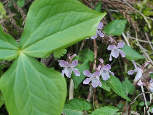 200425040hina-enreiso.jpg