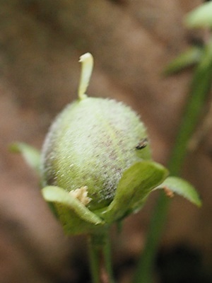 200527036s.jpg