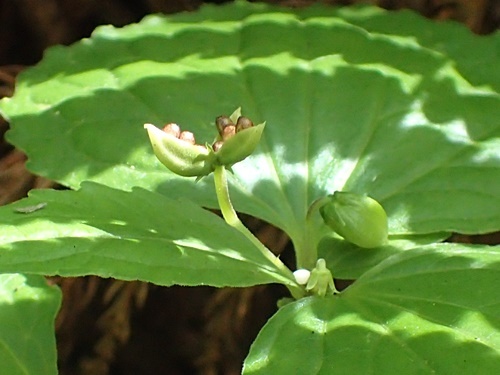 200703019tane2.jpg