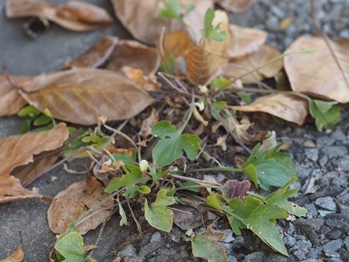 201114007.jpg