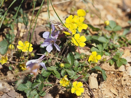 210420050mitubatutiguru.jpg
