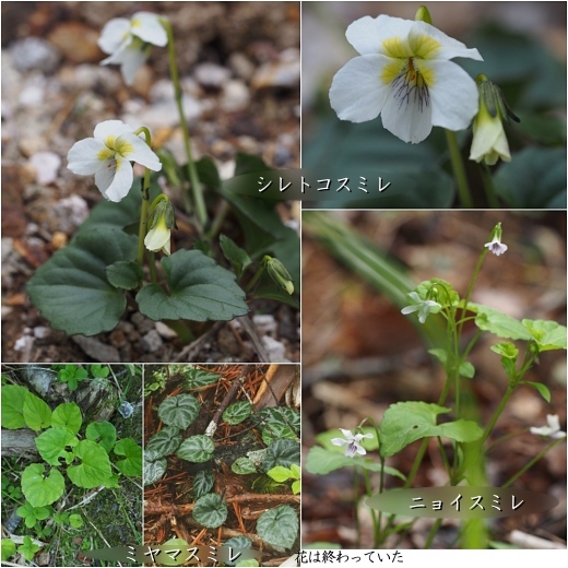 hk-siretoko-nyoi-miyama520.jpg