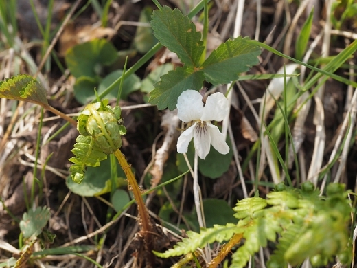 230503130maruba.jpg