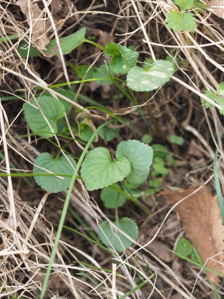 230503147ezotati.jpg