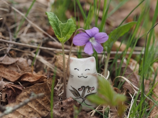 �T�N���X�~��