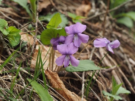 �T�N���X�~��