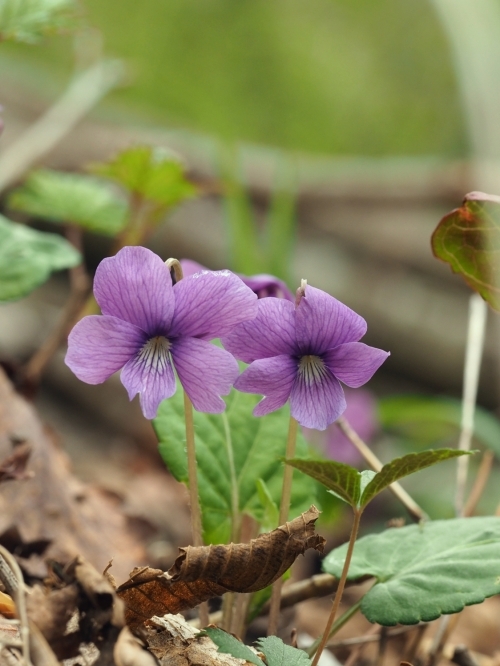 �T�N���X�~��