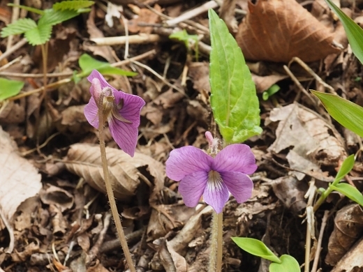 �T�N���X�~��