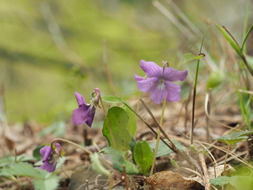 �T�N���X�~��